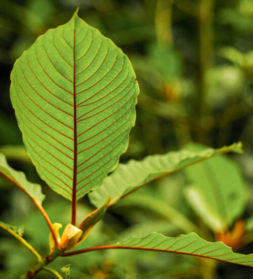 kratom color chart