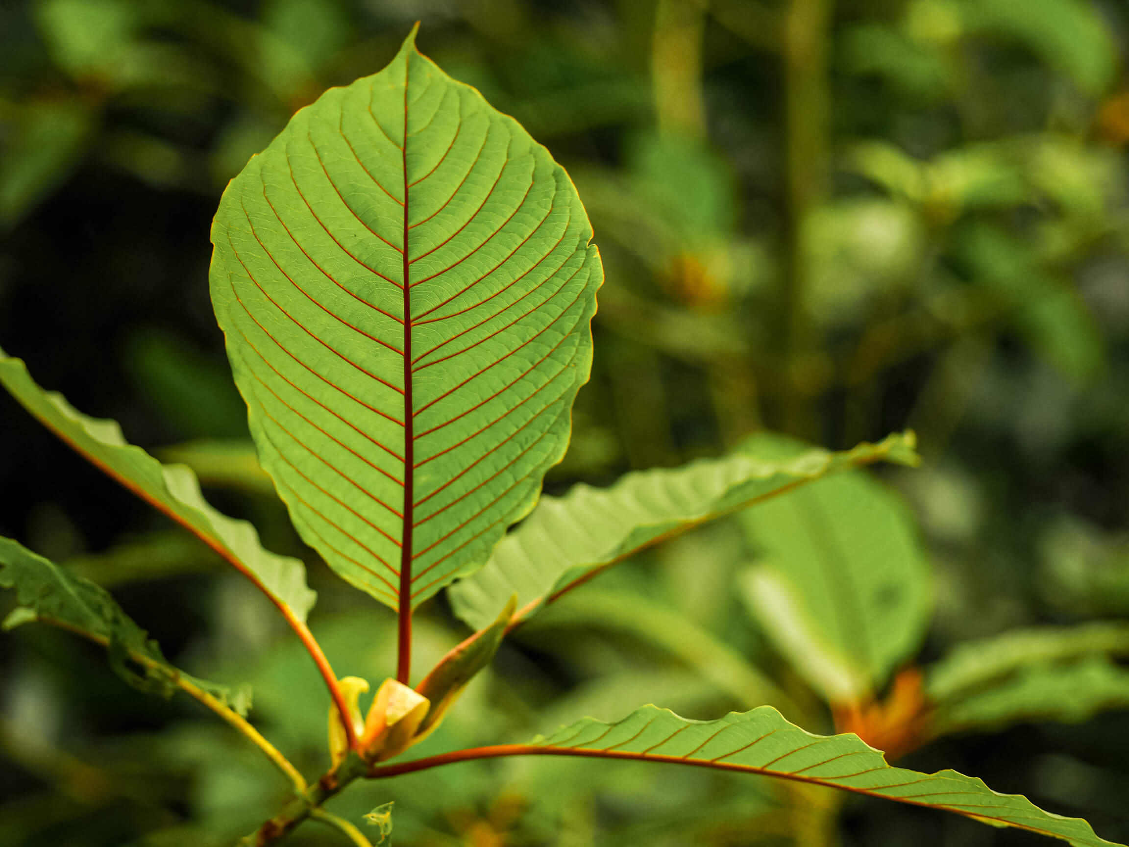 kratom color chart