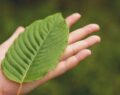 Incorporate Sumatra Kratom Daily to Enhance Energy and Wellness