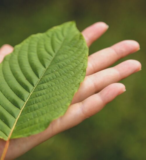 Incorporate Sumatra Kratom Daily to Enhance Energy and Wellness