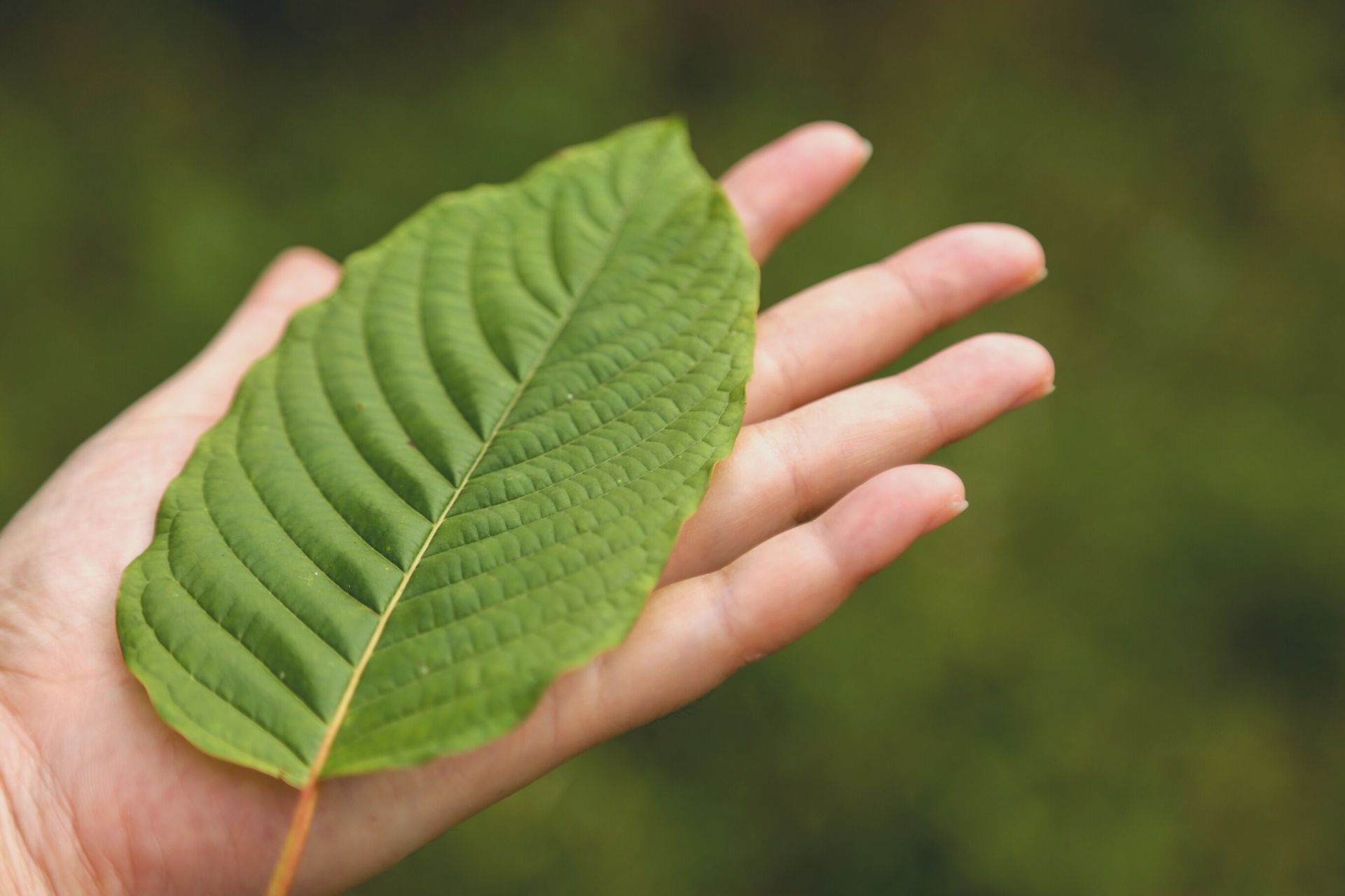 Incorporate Sumatra Kratom Daily to Enhance Energy and Wellness